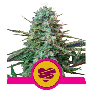 Royal Queen Seeds Wedding Crasher | Feminisiert