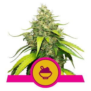 Royal Queen Seeds Blue Gelato | Feminisiert 3 Samen