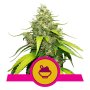 Royal Queen Seeds Blue Gelato | Feminisiert 3 Samen