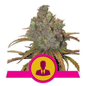 Royal Queen Seeds El Patron | Feminisiert 3 Samen