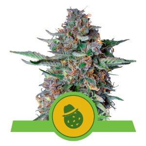 Royal Queen Seeds Do-Si-Dos | Autoflower | Samen