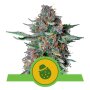 Royal Queen Seeds Do-Si-Dos | Autoflower | Samen