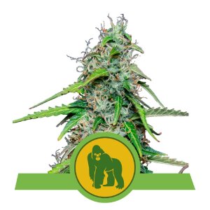 Royal Queen Seeds Royal Gorilla | Autoflower | Samen
