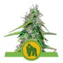 Royal Queen Seeds Royal Gorilla | Autoflower | Samen