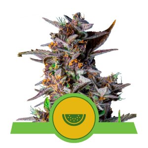 Royal Queen Seeds Watermelon | Autoflower | Samen