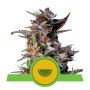 Royal Queen Seeds Watermelon | Autoflower | Samen