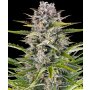 Barneys Farm Gorilla Zkittlez | Autoflower | 10 Samen
