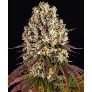 Barneys Farm Sour Diesel | Feminisiert | 3 Samen