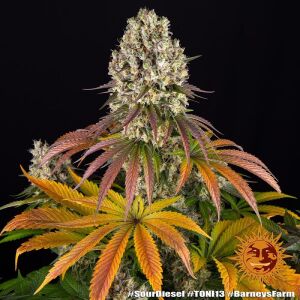 Barneys Farm Sour Diesel | Feminisiert | 3 Samen