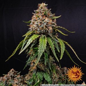 Barneys Farm White Widow XXL | Feminisiert | 3 Samen
