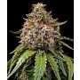 Barneys Farm White Widow XXL | Feminisiert | 3 Samen