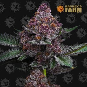 Barneys Farm Cherry Poppers | Feminisiert