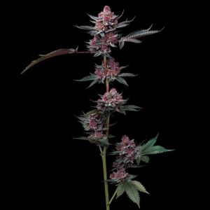 Barneys Farm Cherry Poppers | Feminisiert