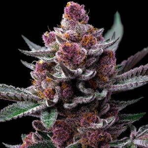 Barneys Farm Cherry Poppers | Feminisiert