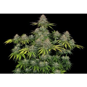 Barneys Farm Critical Kush | Feminisiert