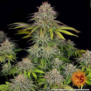 Barneys Farm Critical Kush | Feminisiert