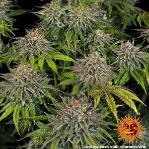 Barneys Farm Critical Kush | Feminisiert
