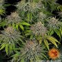 Barneys Farm Critical Kush | Feminisiert