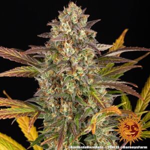 Barneys Farm Amnesia Haze | Autoflower