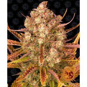 Barneys Farm Dos Si Dos | Autoflower