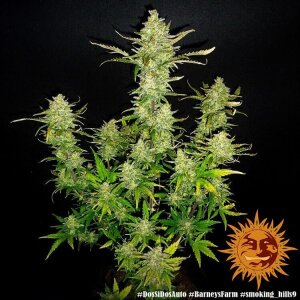 Barneys Farm Dos Si Dos | Autoflower