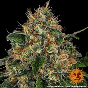 Barneys Farm Moby Dick | Autoflower