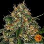 Barneys Farm Moby Dick | Autoflower