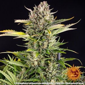 Barneys Farm Strawberry Cheesecake l Autoflower