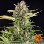 Barneys Farm Strawberry Cheesecake l Autoflower