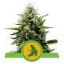 Royal Queen Seeds Fat Banana | Autoflower | 3 Samen
