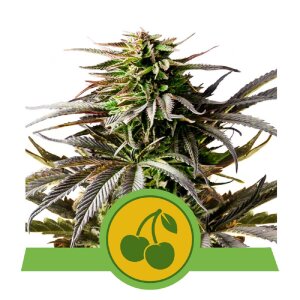 Royal Queen Seeds Cherry Pie | Autoflower | Samen