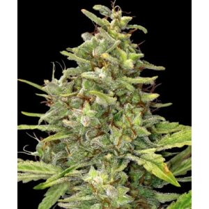 Barneys Farm G13 Haze | Feminisiert