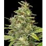 Barneys Farm G13 Haze | Feminisiert