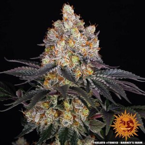 Barneys Farm Gelato | Feminisiert