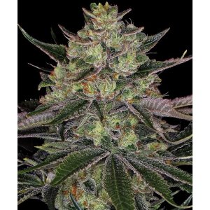 Barneys Farm Gorilla Zkittlez | Feminisiert