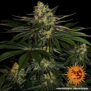Barneys Farm Gorilla Zkittlez | Feminisiert