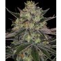 Barneys Farm Gorilla Zkittlez | Feminisiert