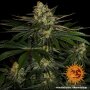 Barneys Farm Gorilla Zkittlez | Feminisiert