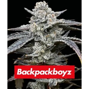 Barneys Farm Lemon Cherry Gelato | Feminisiert