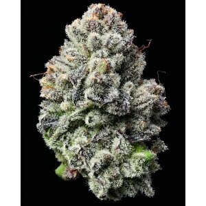 Barneys Farm Lemon Cherry Gelato | Feminisiert