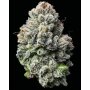 Barneys Farm Lemon Cherry Gelato | Feminisiert