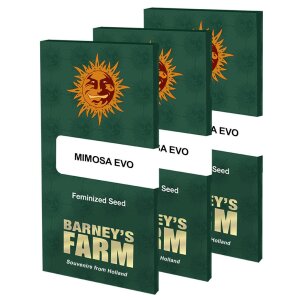 Barneys Farm Mimosa EVO | Feminisiert
