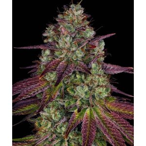 Barneys Farm Mimosa EVO | Feminisiert