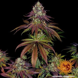 Barneys Farm Mimosa EVO | Feminisiert
