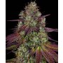 Barneys Farm Mimosa EVO | Feminisiert