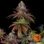 Barneys Farm Mimosa EVO | Feminisiert