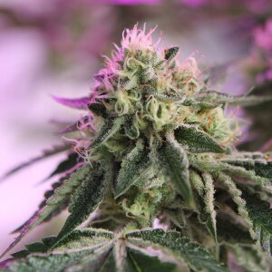 Barneys Farm RS11 X Banana OG | Feminisiert