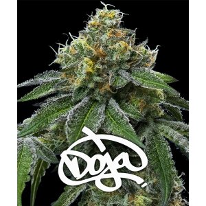 Barneys Farm RS11 X Banana OG | Feminisiert