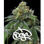 Barneys Farm RS11 X Banana OG | Feminisiert