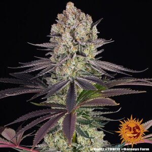 Barneys Farm Runtz | Feminisiert